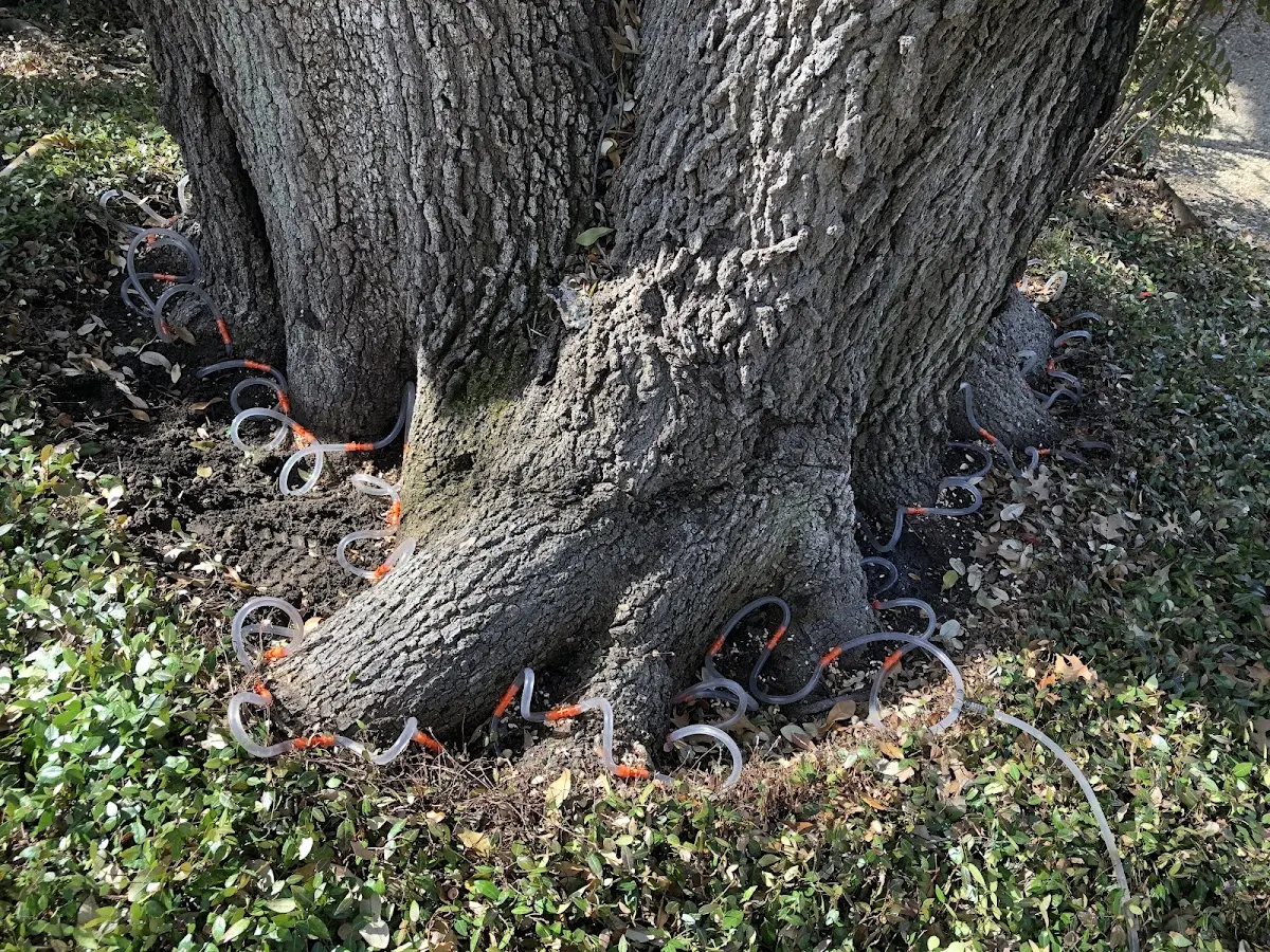 Detailed Tree Cabling and Bracing job site in Dallas City