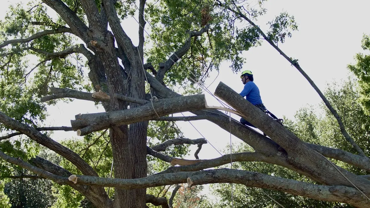 Professional Hazardous Tree Removal performed by certified arborists in Dallas City