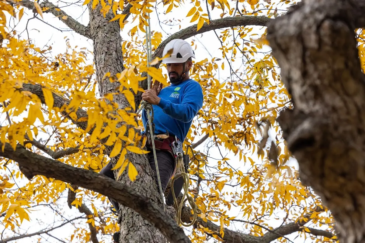 Skilled Tree Pruning crew working in Dallas City