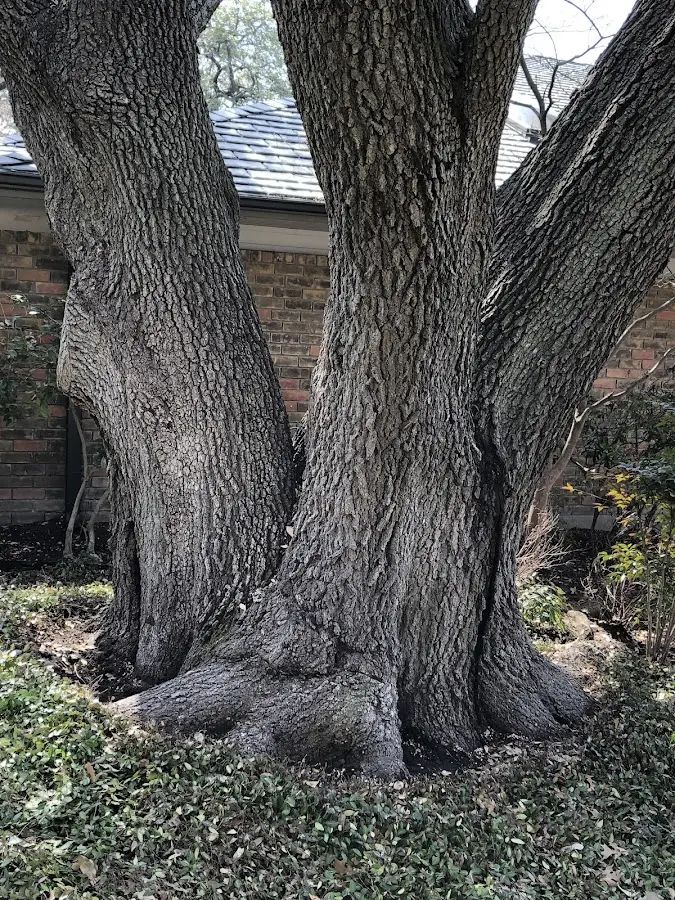 Mature heritage tree close to a Dallas City property cared for by certified arborists